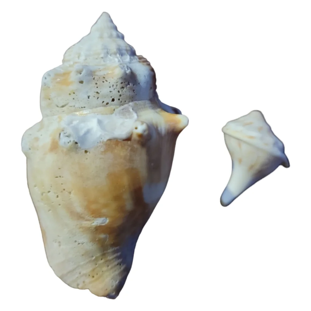 Seashells From South Padre Island Mixed Whole & Interesting Pieces.